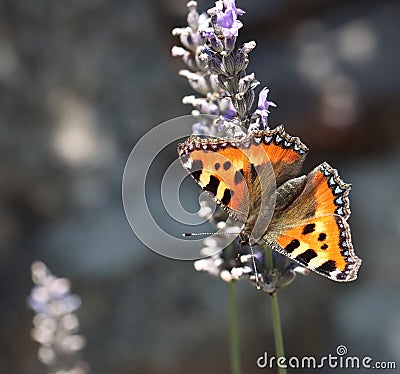 Tortoiseshell butterfly on a lavender flower Stock Photo