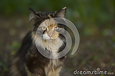 Tortoiseshell cat Stock Photo