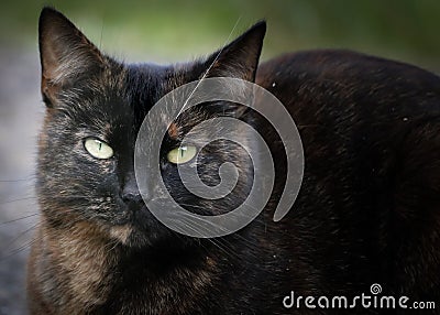 tortoiseshell cat Stock Photo