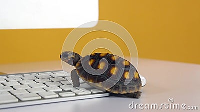 Tortuga en el ordenador con el teclado y el ratón inalámbrico, Internet lento Tortuga en el ordenador con el teclado y el ratón inalámbrico, Internet lento