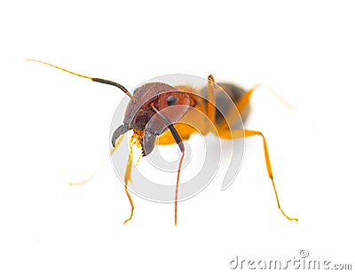 Tortugas carpenter ant - Camponotus floridanus - are among the largest ants found in Florida. isolated on white background front Stock Photo