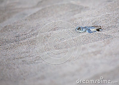 Tortuguero's Tiny Explorer - Baby Green Sea Turtle (Chelonia mydas) on Costa Rica's Shore Stock Photo