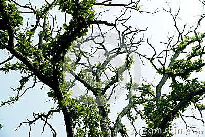 IMAGE OF TORTUOUS BRANCHES OF SHOREA ROBUSTA Stock Photo