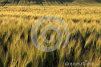 Toscana Stock Photo