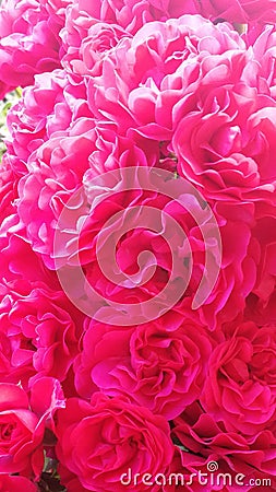 Toscana rose closeup, raspberry red color, rose flower background Stock Photo