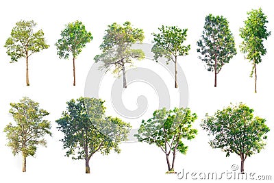Total Group tree Stock Photo