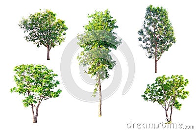 Total Group tree Stock Photo