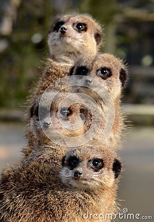 A totem of Meerkats Stock Photo