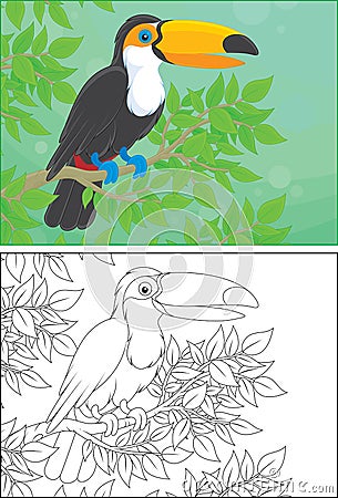 Toucan Vector Illustration