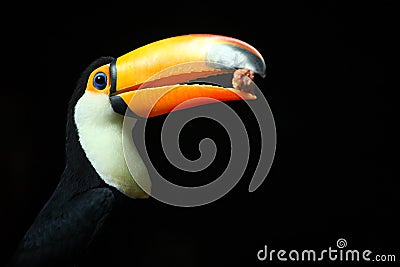 Toucan_bird Stock Photo