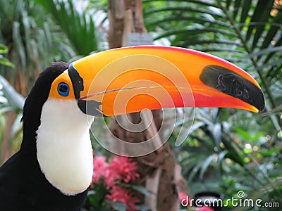 Toucan bird Stock Photo