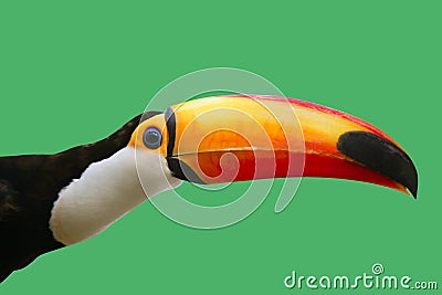 Toucan bird colorful in green background Stock Photo