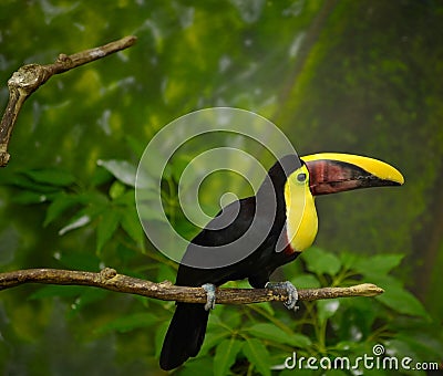 Toucan bird on limb Stock Photo