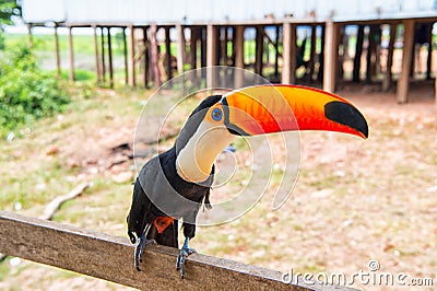 Toucan bird on nature in boca de valeria, amazon river, brazil. Tropical bird with orange beak on perch. Animal, fauna, wildlife. Stock Photo