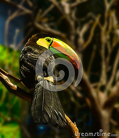 Toucan bird in rainforest tree Stock Photo