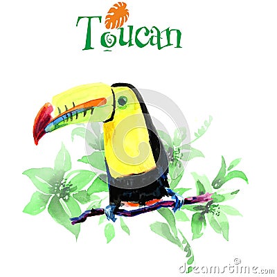 Toucan on branch. Watercolor illustration Cartoon Illustration