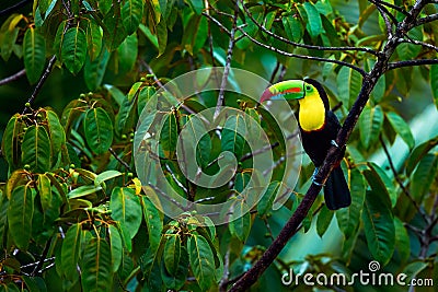 Toucan from Costa rica. Portrait of Keel-billed Toucan Ramphastus sulfuratus. Colorful bird on branch in the rainforest. Stock Photo