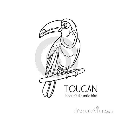 Toucan, exotic bird Vector Illustration