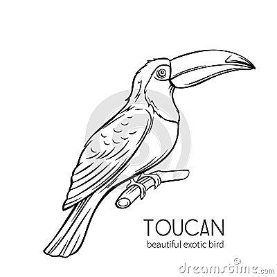 Toucan, exotic bird Vector Illustration