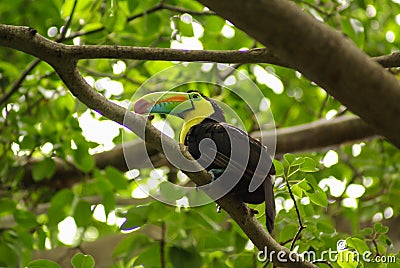 Toucan in rain forest with tree and foliage, early in the morning after rain. Stock Photo