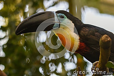 Toucan - Ramphastos vitellinus, zoo or wildlife .Close up. Stock Photo