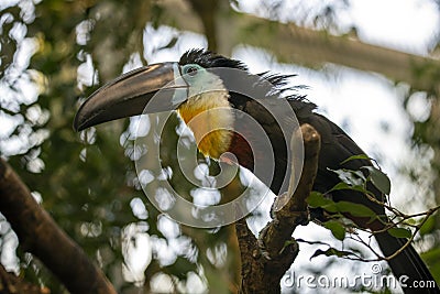 Toucan - Ramphastos vitellinus, zoo or wildlife .Close up. Stock Photo