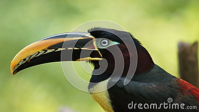 Toucan seen in profile in Ecuadorian amazon. Common names: Pichilingo Stock Photo