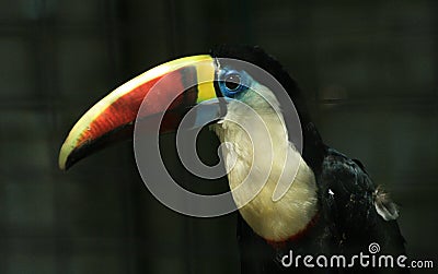 Toucan Stock Photo