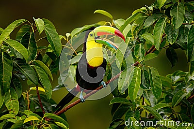 Toucan sitting on the branch in the forest, Boca Tapada, green vegetation, Costa Rica. Nature travel in central America. Keel-bill Stock Photo