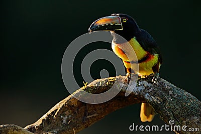 Toucan sitting on the branch in the forest, Boca Tapada, Laguna de Lagarto Lodge, Costa Rica. Nature bird travel in central Americ Stock Photo