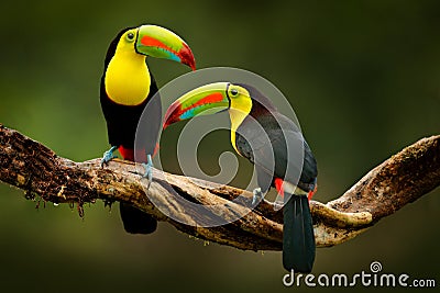 Toucan sitting on the branch in the forest, green vegetation, Costa Rica. Nature travel in central America. Two Keel-billed Toucan Stock Photo