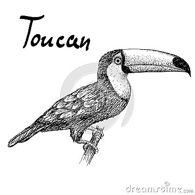 Toucan sitting on branch Vector Illustration