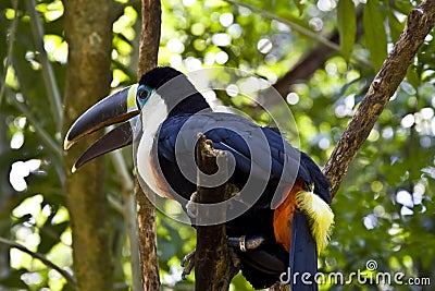 Toucan sitting in a tree Stock Photo