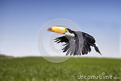 Toucan, a tropical bird Stock Photo