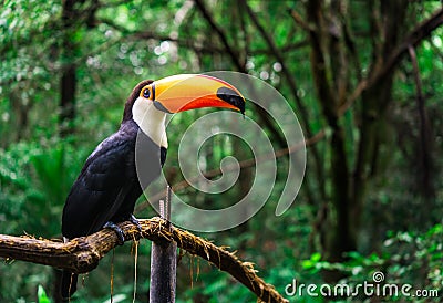 Toucan tropical bird in natural wildlife environment in rainforest jungle Stock Photo