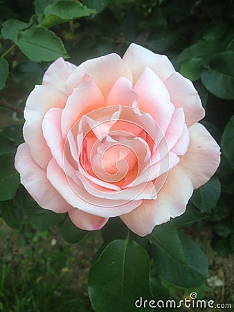 Rose with shades of Pink - Paris, France Stock Photo