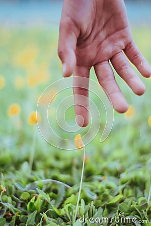 touch flower the background with bokeh. Stock Photo