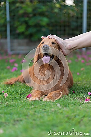 Touch the head of the Golden Retriever with your foot Stock Photo