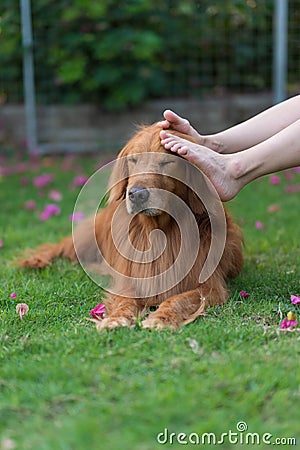 Touch the head of the Golden Retriever with your foot Stock Photo