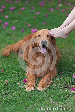 Touch the head of the Golden Retriever with your foot Stock Photo