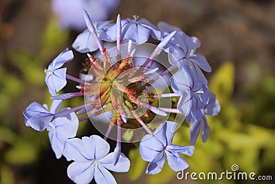 Touch of summer. Small wild violet flower. Stock Photo