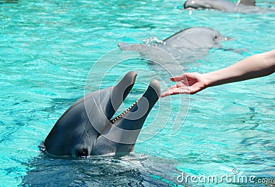Touching a Dolphin Stock Photo