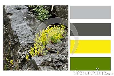 Tough yellow wildflower growing in the rock. Survive, determination concept in a colour palette Stock Photo