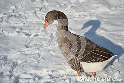 Toulouse Goose in the snow Stock Photo