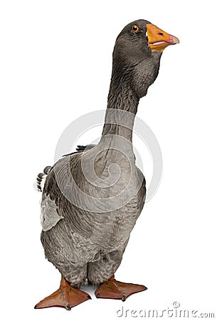 Toulouse goose standing in front of white background Stock Photo