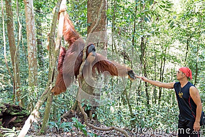 Tour guide Orangutan Editorial Stock Photo