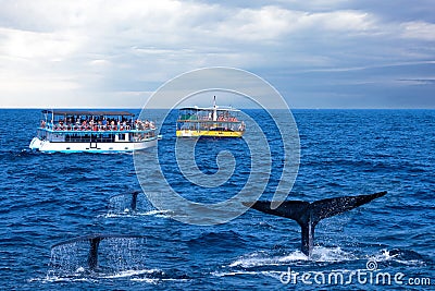Tourist boats and whale tails ocean view, Sri Lanka, Mirissa, whales watching safari Editorial Stock Photo