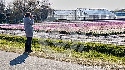 tourist colorful flower field netherlands Editorial Stock Photo