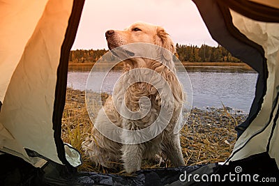 The tourist and the dog is lying in the tent. Autumn tourism Stock Photo