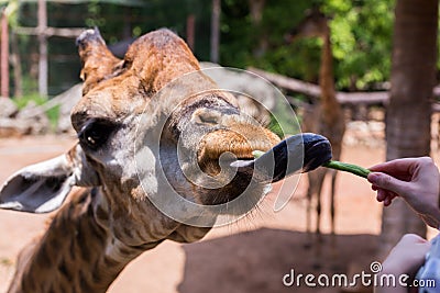 Tourist feeding giraffe Stock Photo